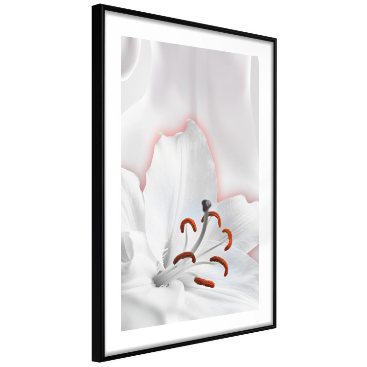 Poster I Am Woman - white lily flower with delicate red contrast 127243 additionalImage 6