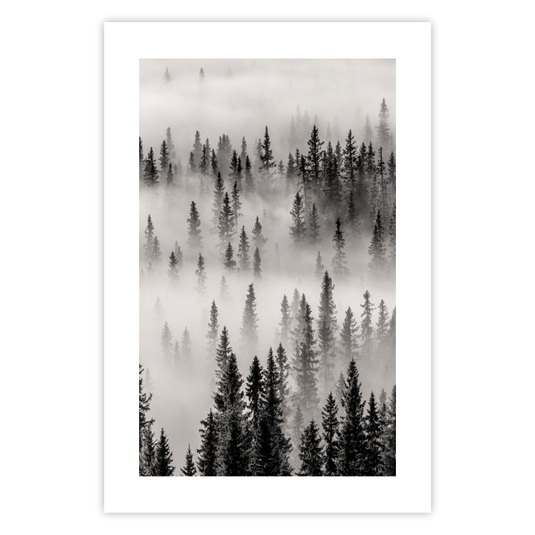 Poster Nesting Site - landscape of a forest with spruce trees covered in thick fog 130243 additionalImage 16
