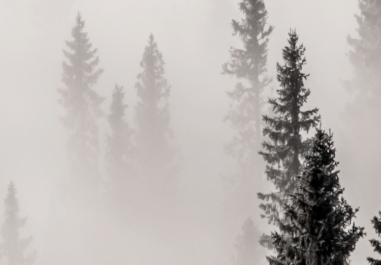 Poster Nesting Site - landscape of a forest with spruce trees covered in thick fog 130243 additionalImage 10