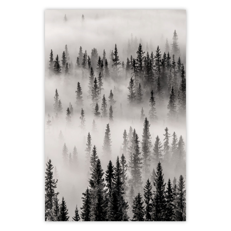 Poster Nesting Site - landscape of a forest with spruce trees covered in thick fog 130243