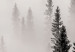 Poster Nesting Site - landscape of a forest with spruce trees covered in thick fog 130243 additionalThumb 10