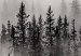 Poster Nesting Site - landscape of a forest with spruce trees covered in thick fog 130243 additionalThumb 9