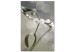 Canvas Art Print Mistletoe sprig - winter, botanical photography on a grey background 130743