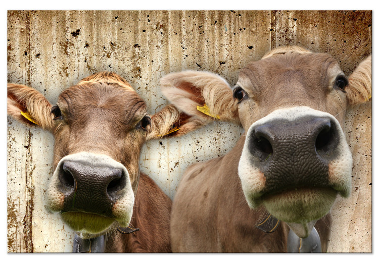 Canvas Portrait of Two Cows (1-piece) - animals against a concrete wall 145143
