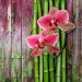 Photo Wallpaper Zen plants 61443 additionalThumb 5