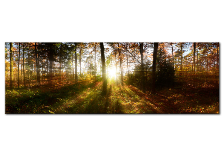 Canvas Beautiful Forest  93943