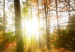 Canvas Beautiful Forest  93943 additionalThumb 5