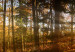 Canvas Beautiful Forest  93943 additionalThumb 4