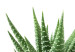 Wall Poster Succulents in Pot - composition with green leaves on a solid background 116653 additionalThumb 9