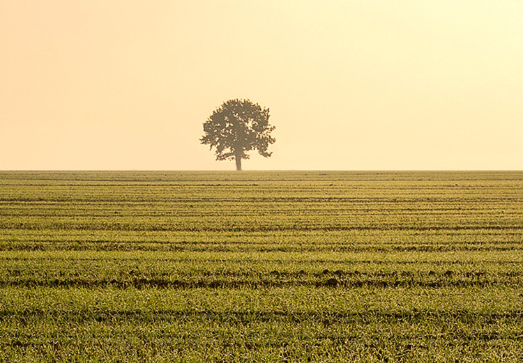 Canvas Print Endless fields - a minimalist landscape with a tree in the morning 116953 additionalImage 4