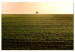 Canvas Print Endless fields - a minimalist landscape with a tree in the morning 116953