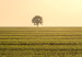 Canvas Print Endless fields - a minimalist landscape with a tree in the morning 116953 additionalThumb 5