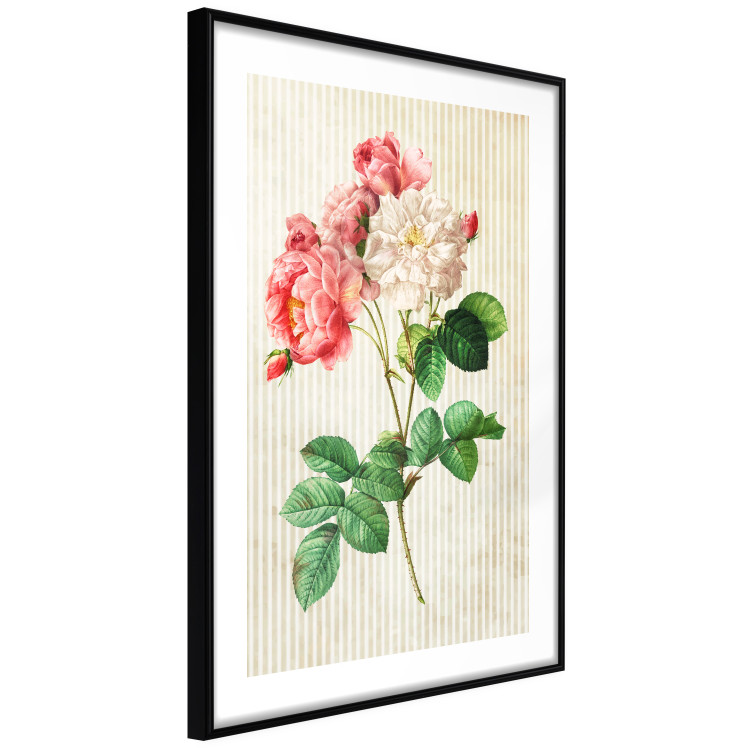 Poster Celestial Rose - colorful composition with flowers on a background of beige stripes 117353 additionalImage 11