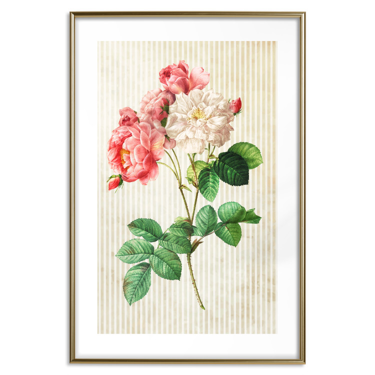 Poster Celestial Rose - colorful composition with flowers on a background of beige stripes 117353 additionalImage 14