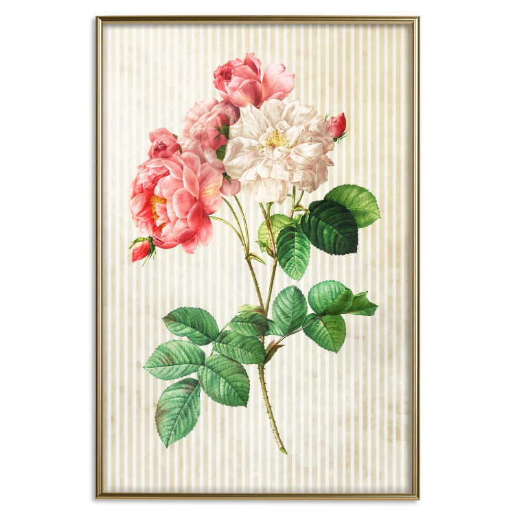 Poster Celestial Rose - colorful composition with flowers on a background of beige stripes 117353 additionalImage 20