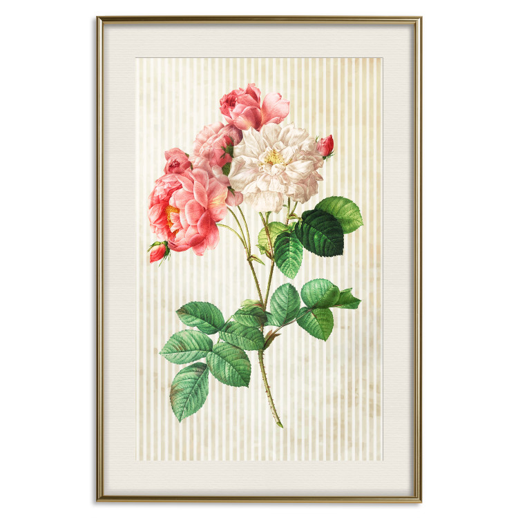 Poster Celestial Rose - colorful composition with flowers on a background of beige stripes 117353 additionalImage 19