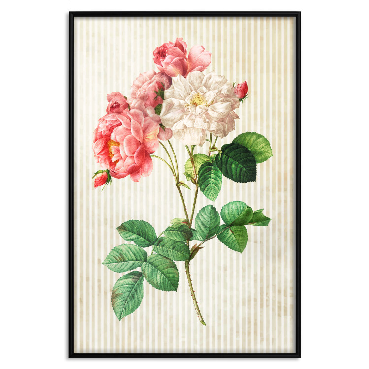 Poster Celestial Rose - colorful composition with flowers on a background of beige stripes 117353 additionalImage 18