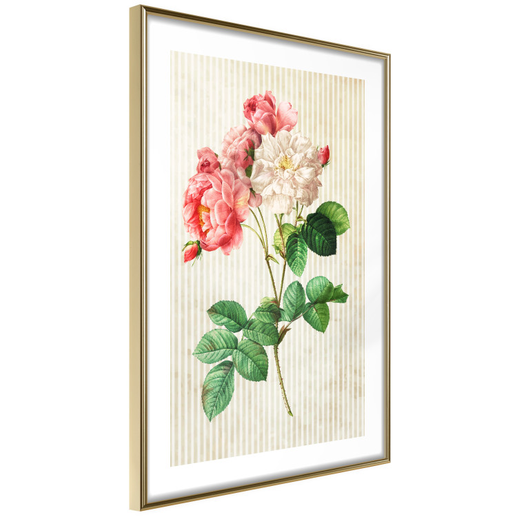 Poster Celestial Rose - colorful composition with flowers on a background of beige stripes 117353 additionalImage 6