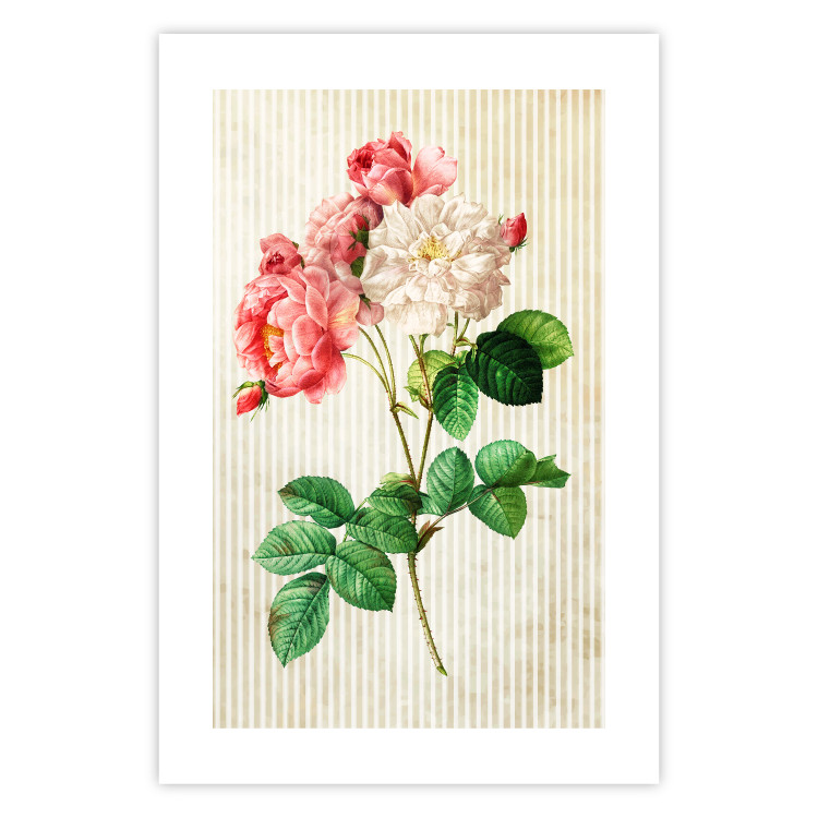 Poster Celestial Rose - colorful composition with flowers on a background of beige stripes 117353 additionalImage 25