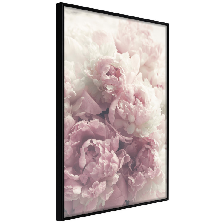 Wall Poster Delicate Peonies - landscape of a field with white and pink flowers 125753 additionalImage 10