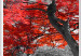 Large canvas print Red Maple II [Large Format] 128753 additionalThumb 3