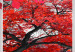 Large canvas print Red Maple II [Large Format] 128753 additionalThumb 4