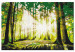 Paint by Number Kit Green Forest - Rays of the Sun Among the Forest Thicket 149753 additionalThumb 6