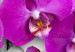 Canvas Art Print Harmony: orchid - Triptych 50453 additionalThumb 5