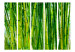Room Divider Bamboo Forest II - green bamboo trees in an oriental motif 97353 additionalThumb 3