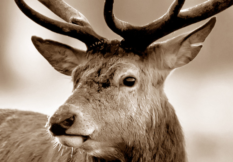Canvas Deer in Sepia 105763 additionalImage 4