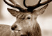 Canvas Deer in Sepia 105763 additionalThumb 4