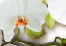 Canvas Blooming Orchids 106863 additionalThumb 4