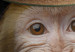Wall Poster Monkey in a Hat - smiling monkey with mustaches in a cinematic shot 116363 additionalThumb 9