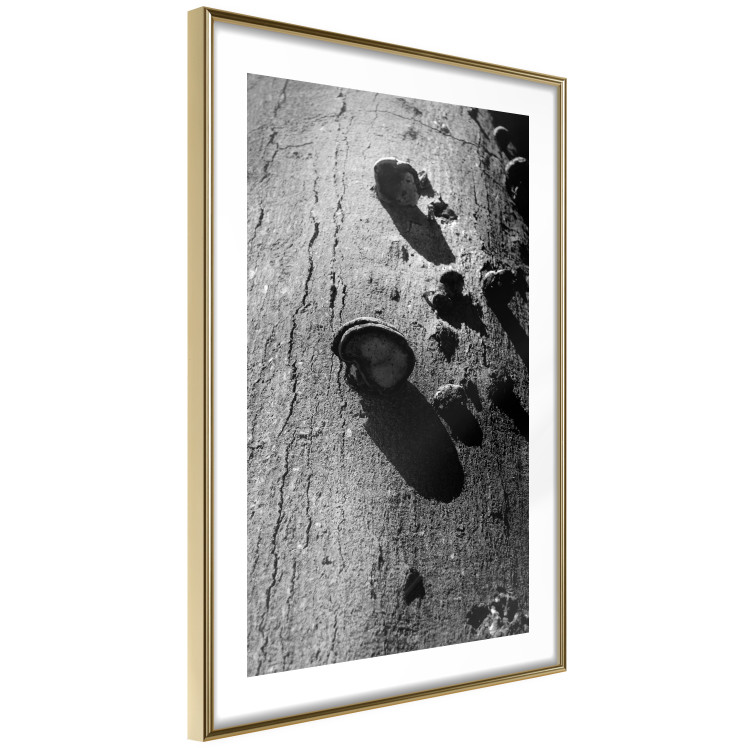 Poster Forest Fragment - black and white photograph of a tree with a fungus on the bark 122363 additionalImage 8