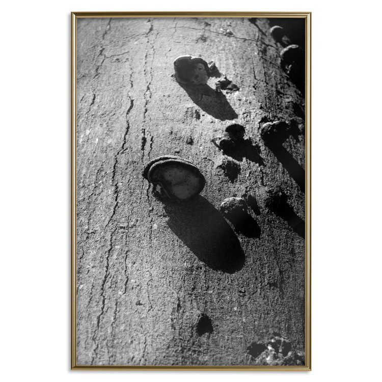 Poster Forest Fragment - black and white photograph of a tree with a fungus on the bark 122363 additionalImage 20