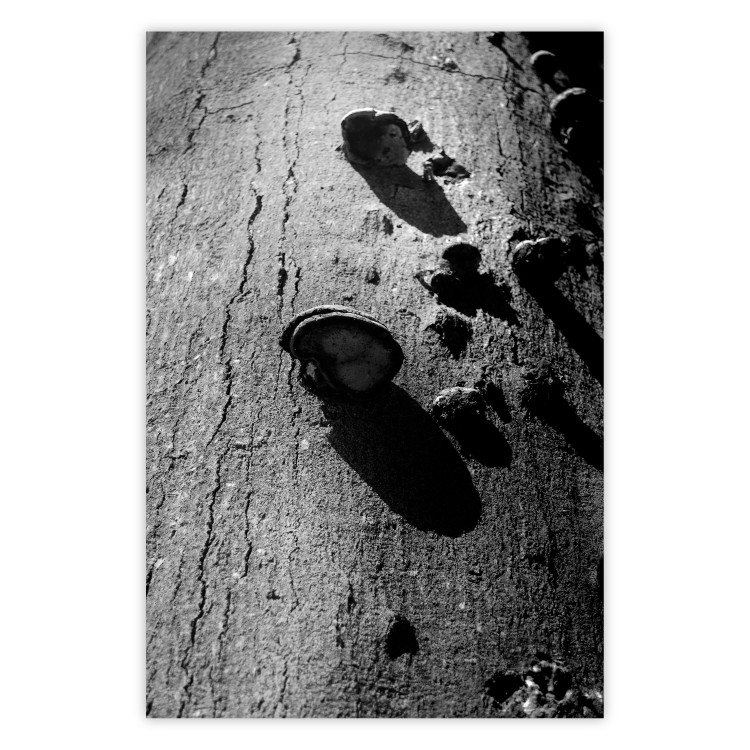 Poster Forest Fragment - black and white photograph of a tree with a fungus on the bark 122363