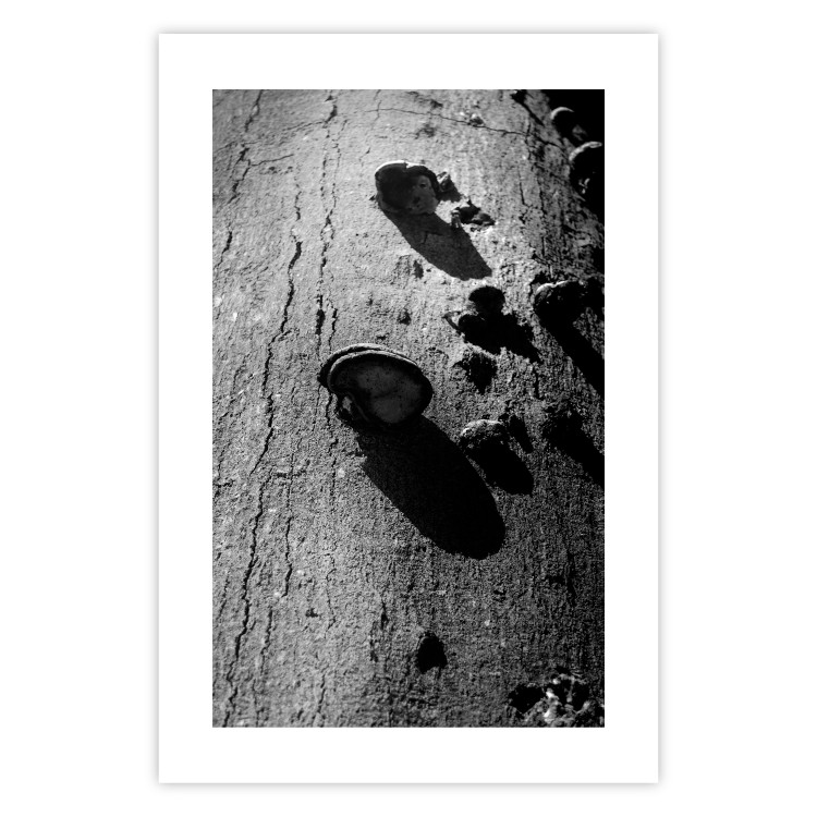 Poster Forest Fragment - black and white photograph of a tree with a fungus on the bark 122363 additionalImage 25