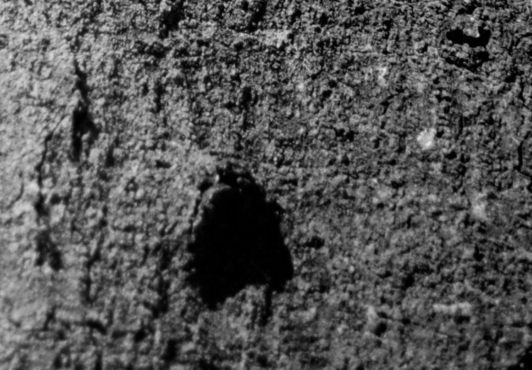 Poster Forest Fragment - black and white photograph of a tree with a fungus on the bark 122363 additionalImage 10