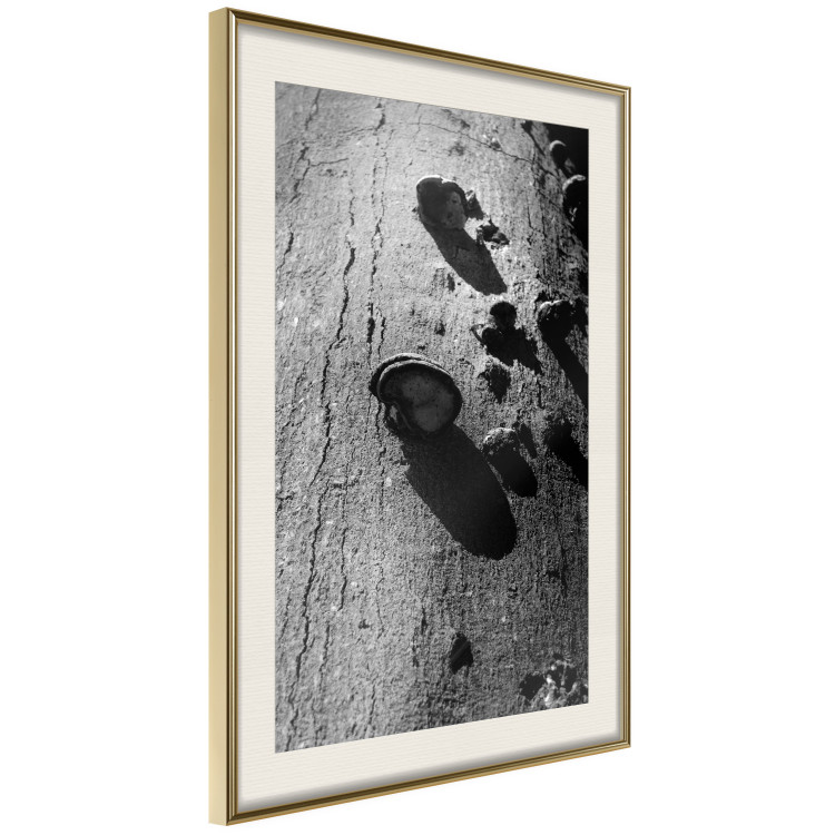 Poster Forest Fragment - black and white photograph of a tree with a fungus on the bark 122363 additionalImage 2