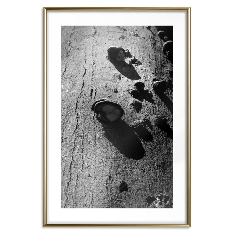 Poster Forest Fragment - black and white photograph of a tree with a fungus on the bark 122363 additionalImage 14