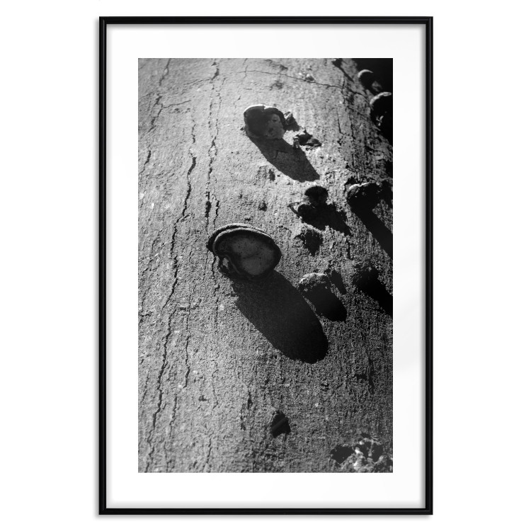 Poster Forest Fragment - black and white photograph of a tree with a fungus on the bark 122363 additionalImage 17