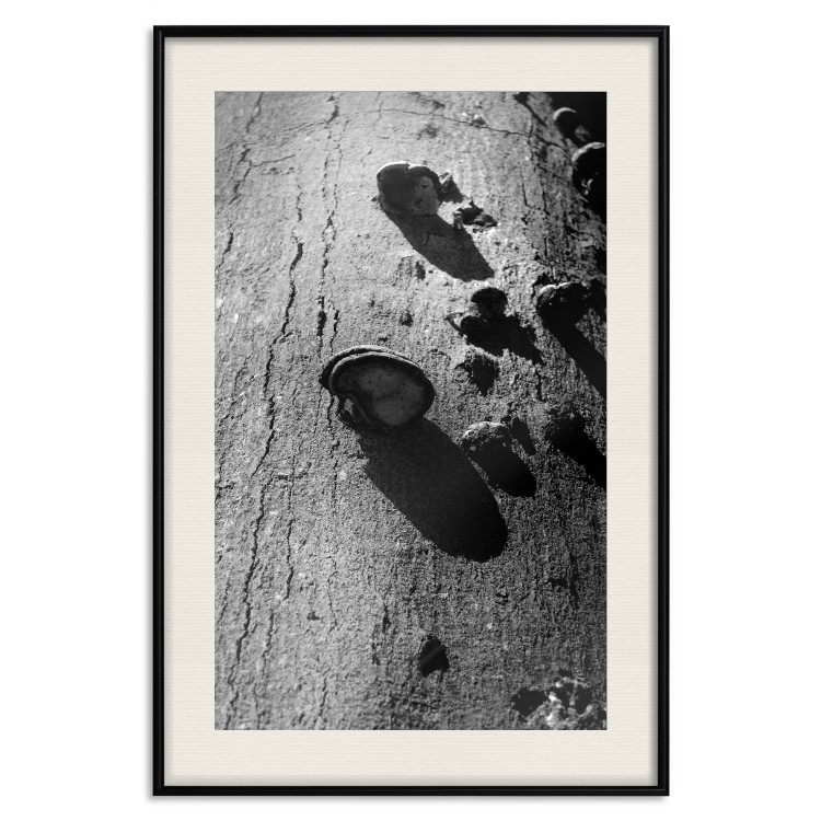 Poster Forest Fragment - black and white photograph of a tree with a fungus on the bark 122363 additionalImage 18