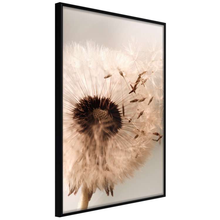 Poster Summer Breeze - blooming dandelion in wind in sepia motif 123763 additionalImage 10