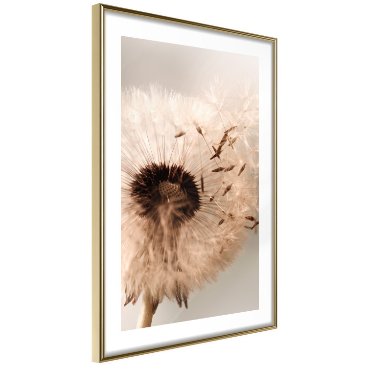 Poster Summer Breeze - blooming dandelion in wind in sepia motif 123763 additionalImage 6