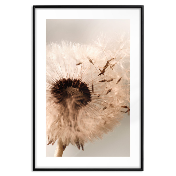 Poster Summer Breeze - blooming dandelion in wind in sepia motif 123763 additionalImage 15