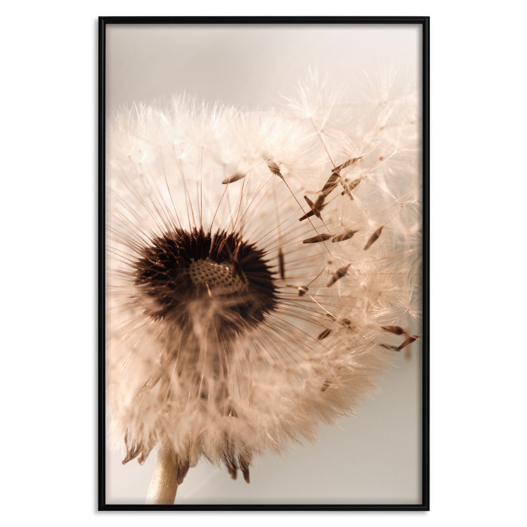 Poster Summer Breeze - blooming dandelion in wind in sepia motif 123763 additionalImage 18