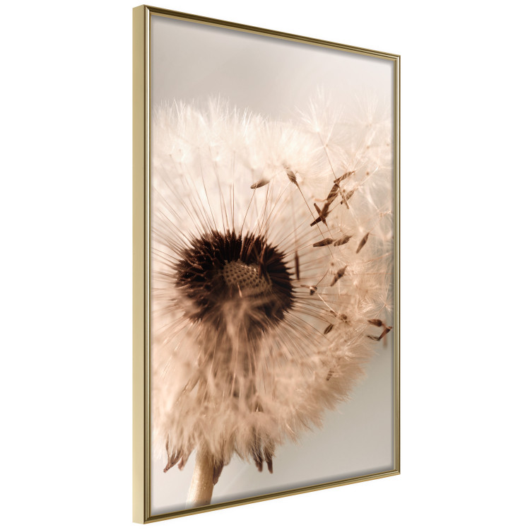 Poster Summer Breeze - blooming dandelion in wind in sepia motif 123763 additionalImage 12