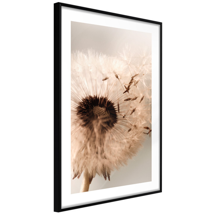 Poster Summer Breeze - blooming dandelion in wind in sepia motif 123763 additionalImage 11