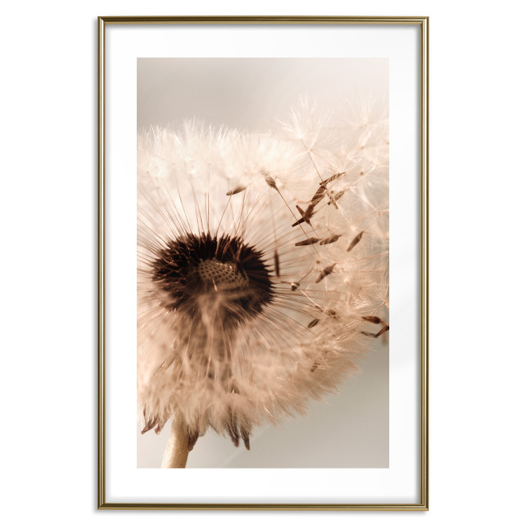 Poster Summer Breeze - blooming dandelion in wind in sepia motif 123763 additionalImage 14