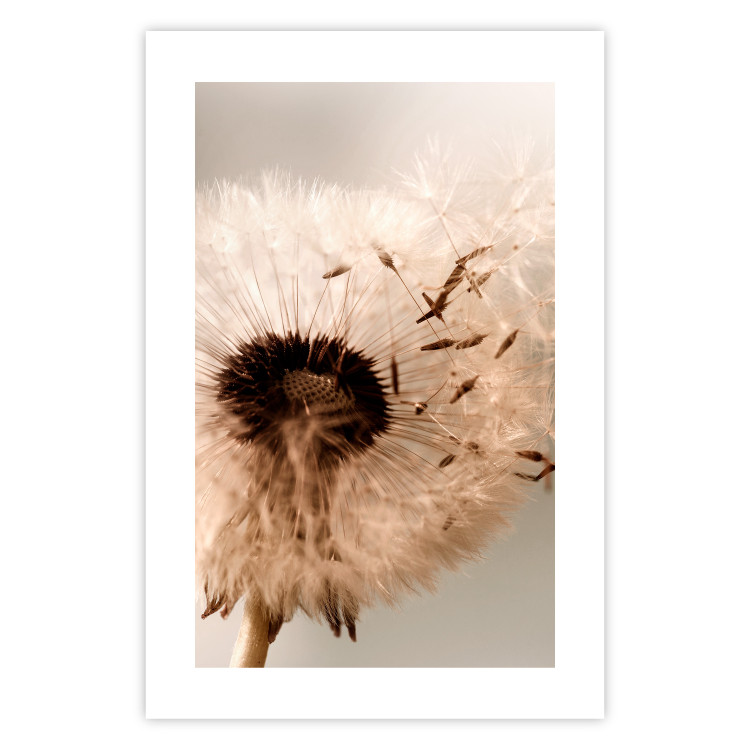 Poster Summer Breeze - blooming dandelion in wind in sepia motif 123763 additionalImage 19
